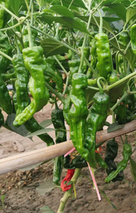 香辣小(xiǎo)皺皮