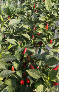 雜(zá)交大(dà)子(zǐ)彈