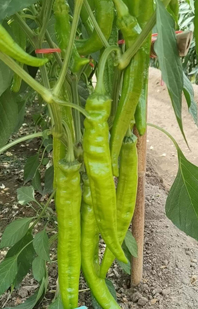 黃(huáng)皮尖椒——喜得(de)豐810
