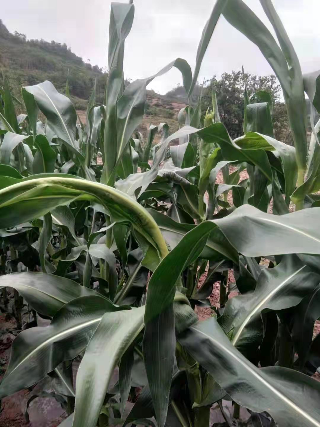 1652064962147787.jpg 玉米牛尾巴微(wēi)信圖片_20220509092126.jpg